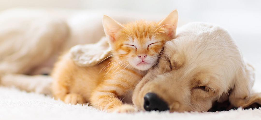 COMMENT VOUS ACCOMPAGNER POUR PRENDRE SOIN DE VOS ANIMAUX DE COMPAGNIE ?
